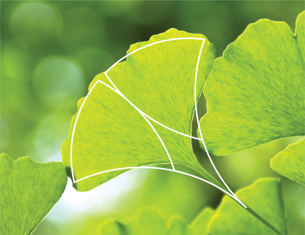 Gingko leaf 
